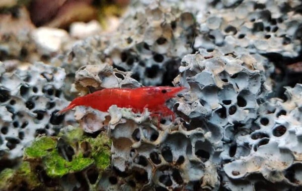 Crevette red cherry