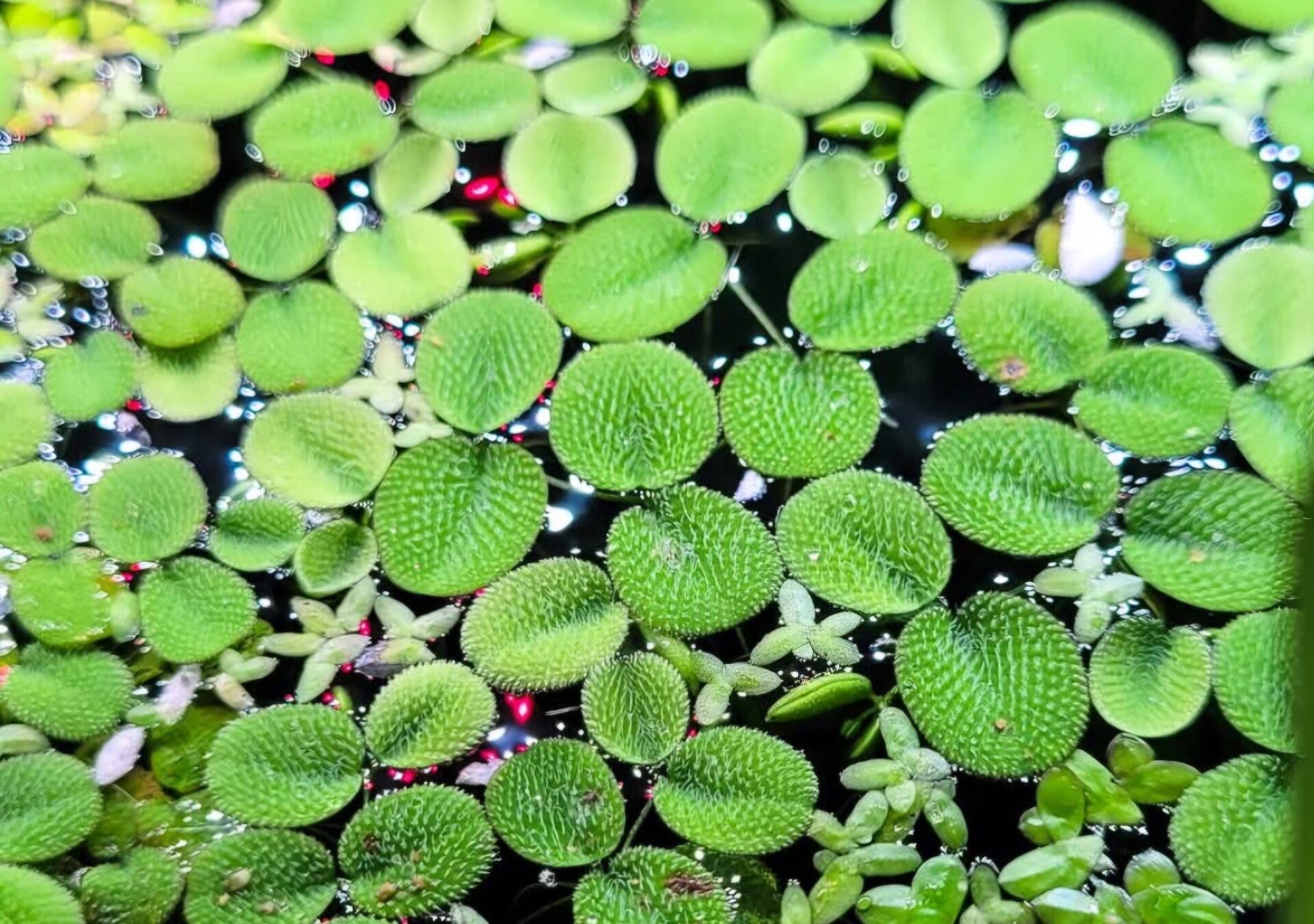 Salvinia natans