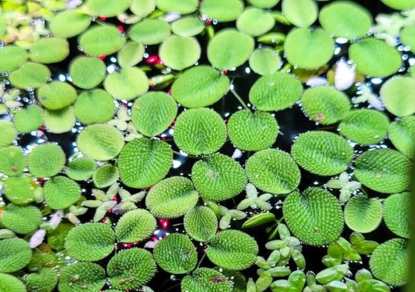 Salvinia natans