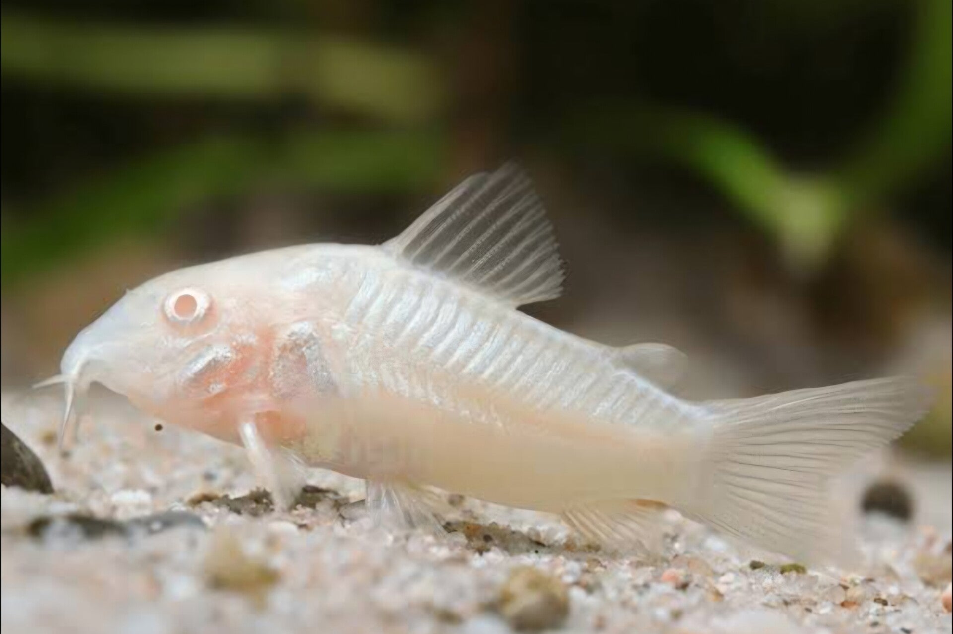 Corydoras Albinos