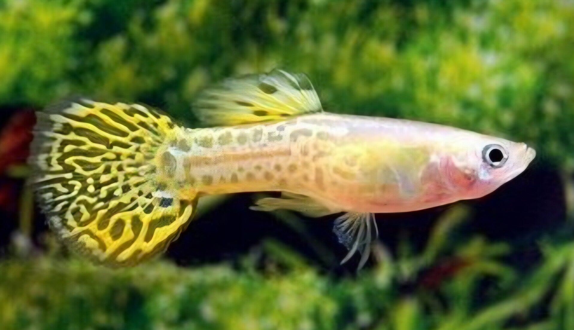 Guppy léopard jaune