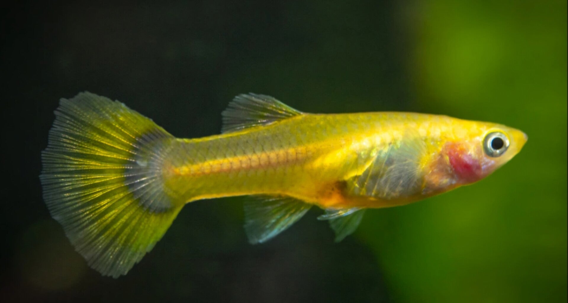Guppy jaune femelle
