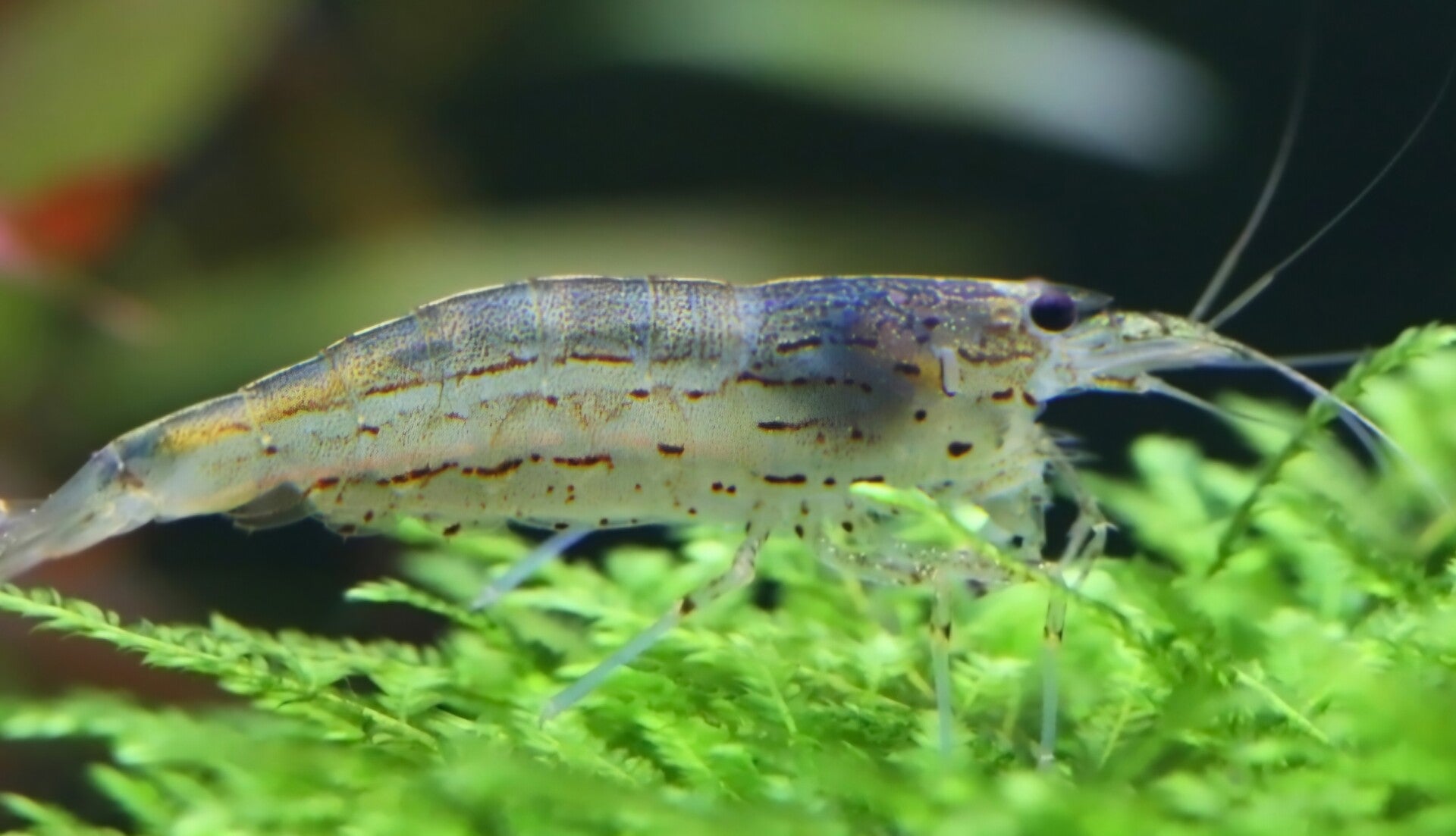 Crevette amano