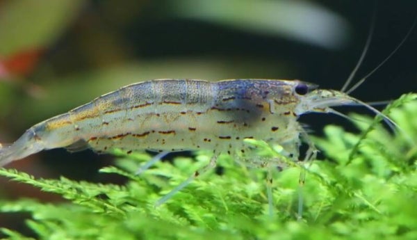 Crevette amano