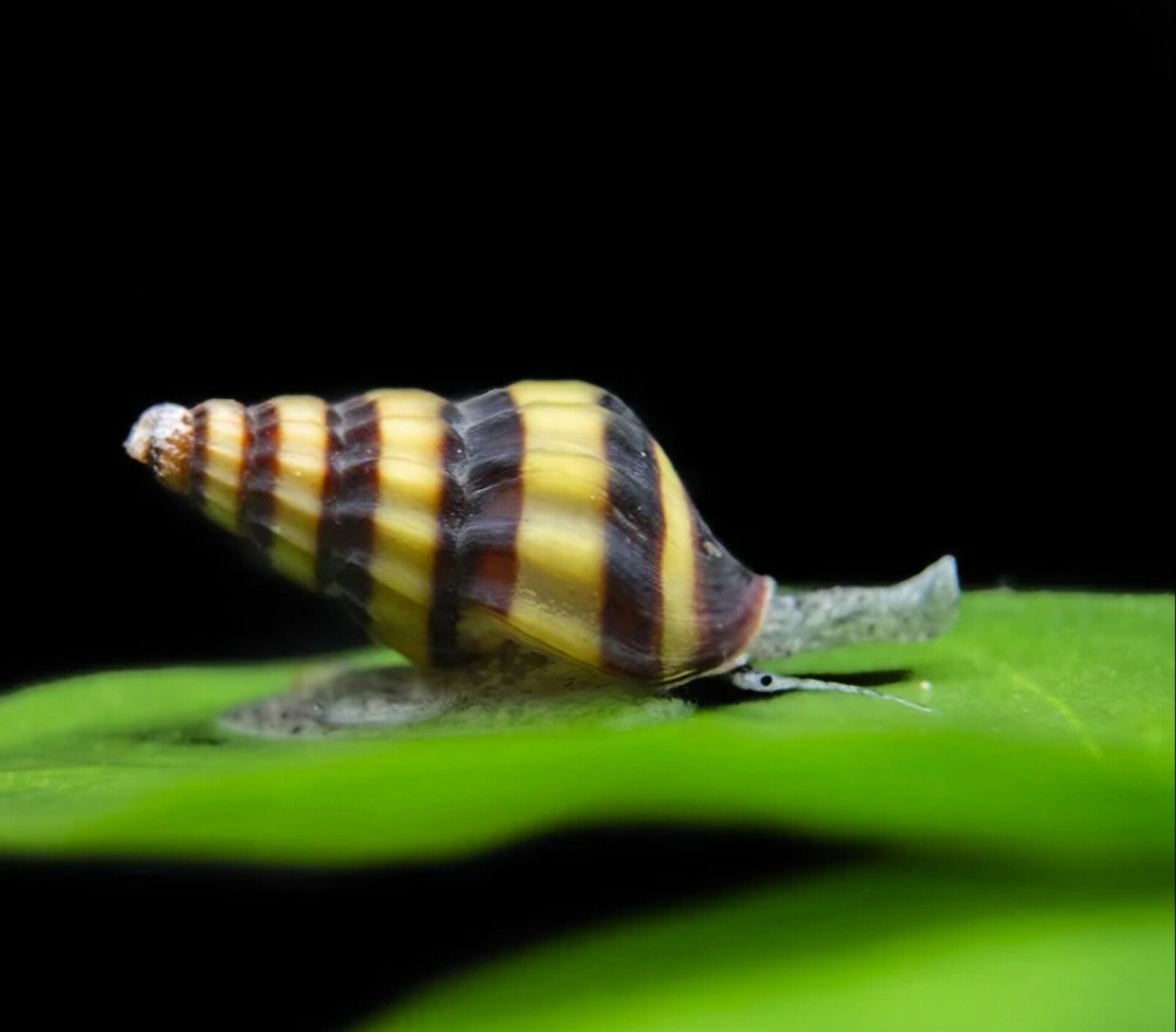 Escargots assassin's