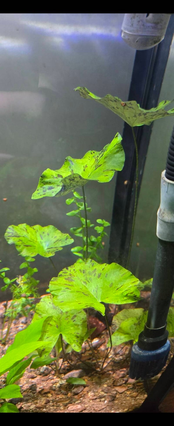 Nymphea lotus Tiger green