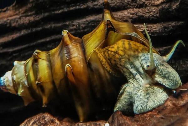 Escargot brotia pagodula