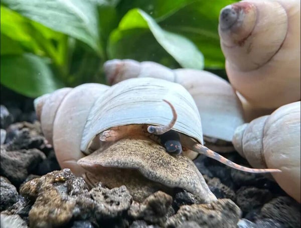 Escargot White Wizard