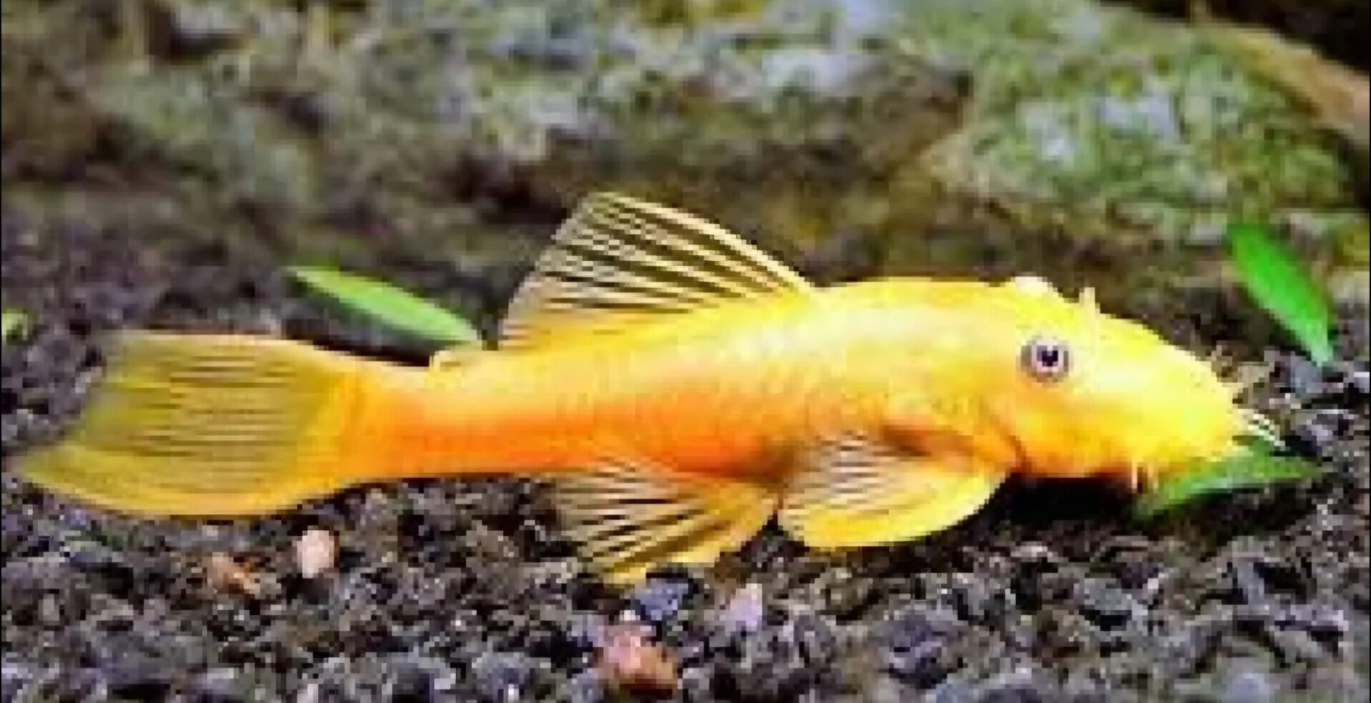 Ancistrus L144 Shortfin Bleu Eye