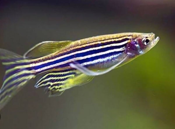 Danio Zebra Long fin