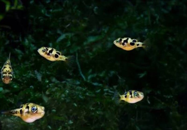 Puffer nain