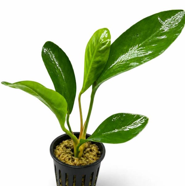 Anubias Congensis