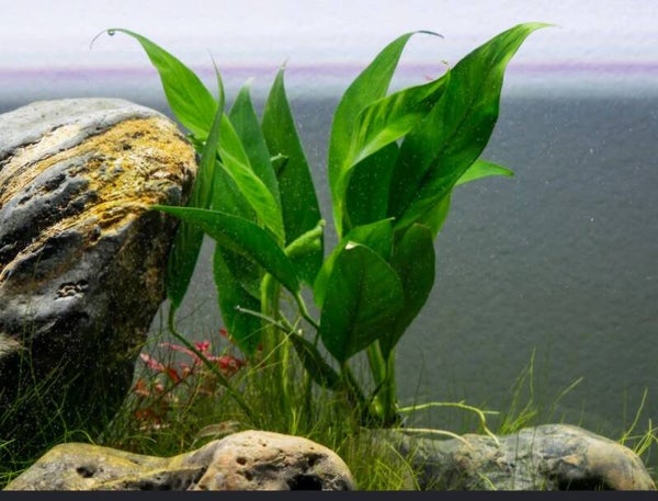 Anubias Lanceolata