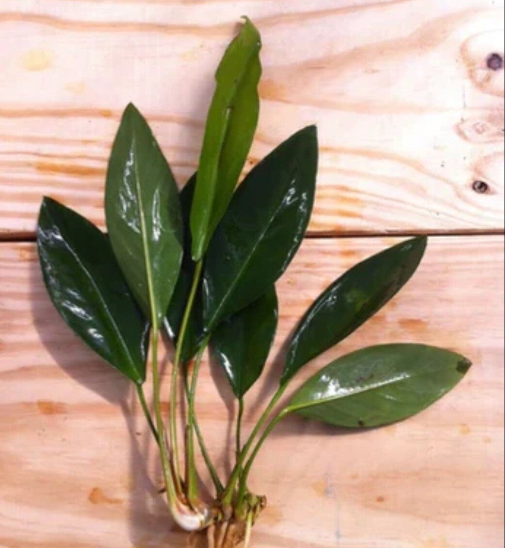 Anubias Afzelii