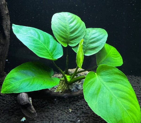 Anubias Barteri 'Broad Leaf'