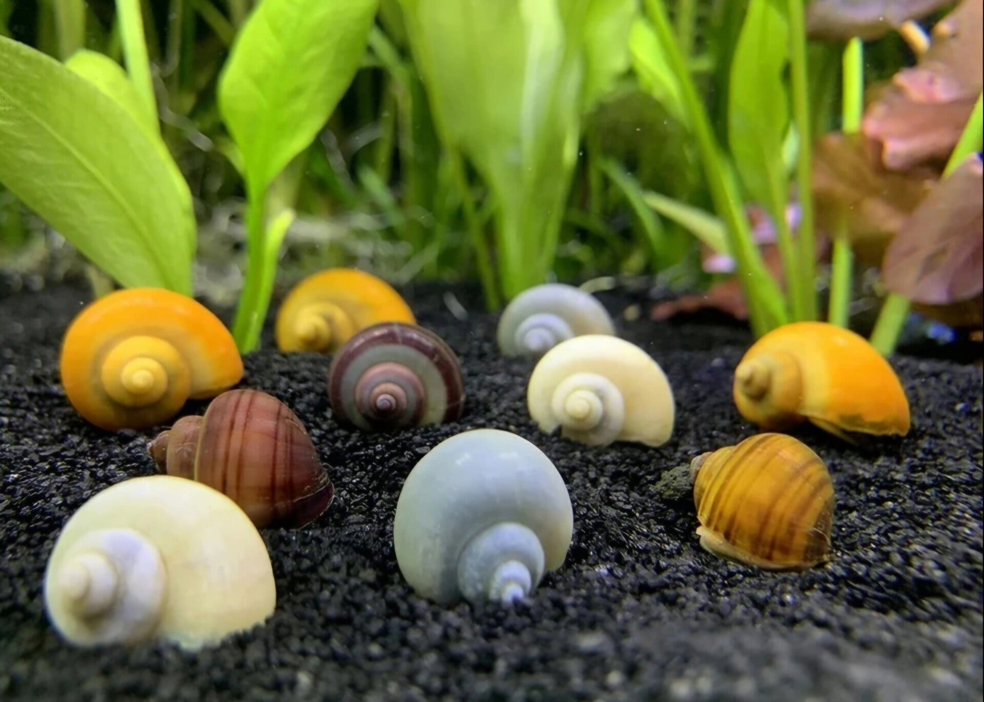 Mystery snail