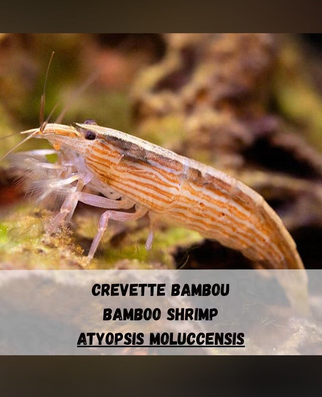 Crevette bambou