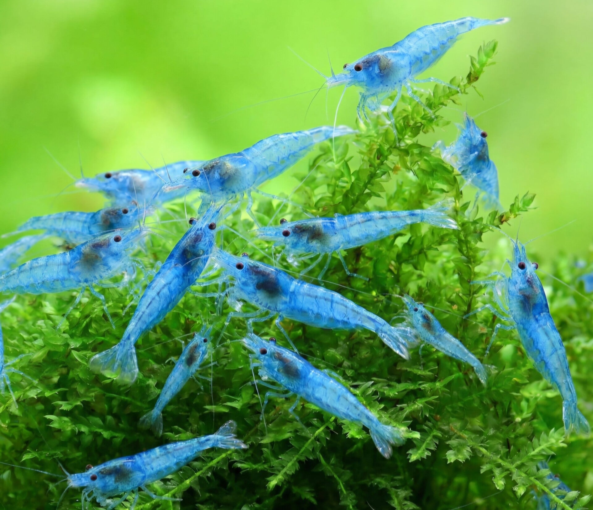 Crevette neocaridina davidii