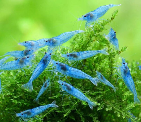 Crevette neocaridina davidii