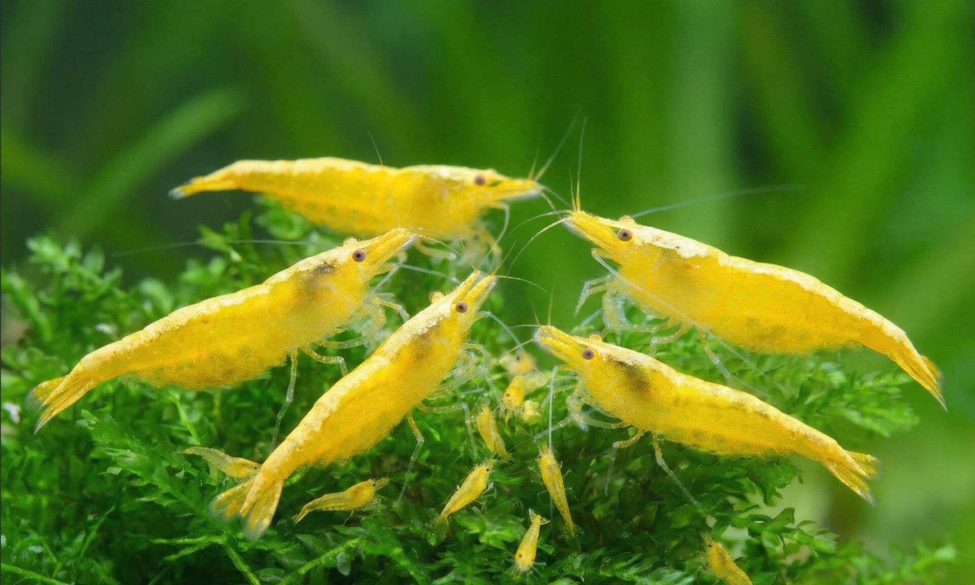 Crevette neocaridina davidi