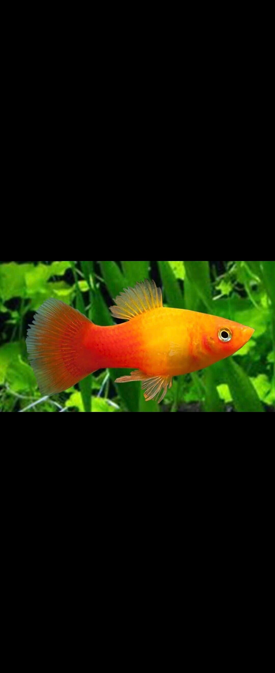 Platy Sunset
