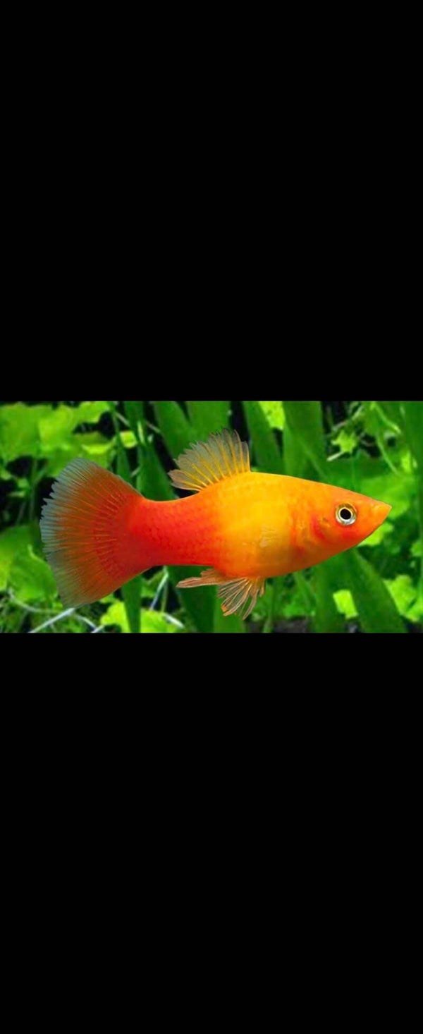 Platy Sunset