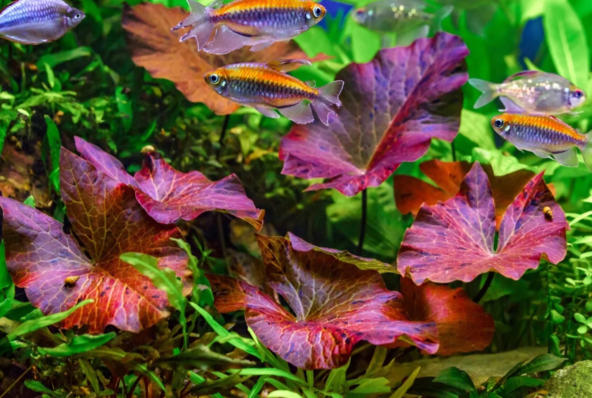 Nymphea lotus rubra