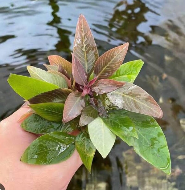 Hygrophila corymbosa var compacta 🌿