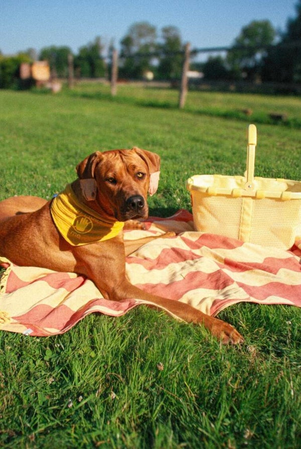 „Don‘t touch me“ Hundehalstuch