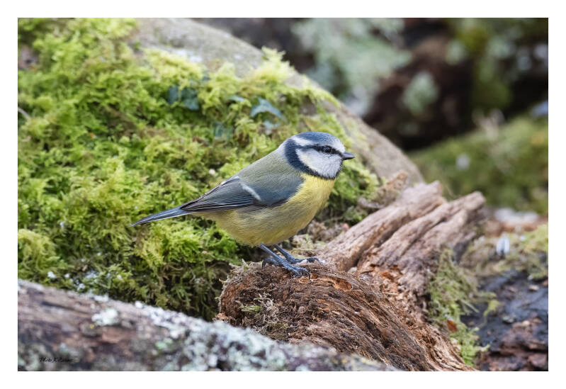 Blue-tit-2