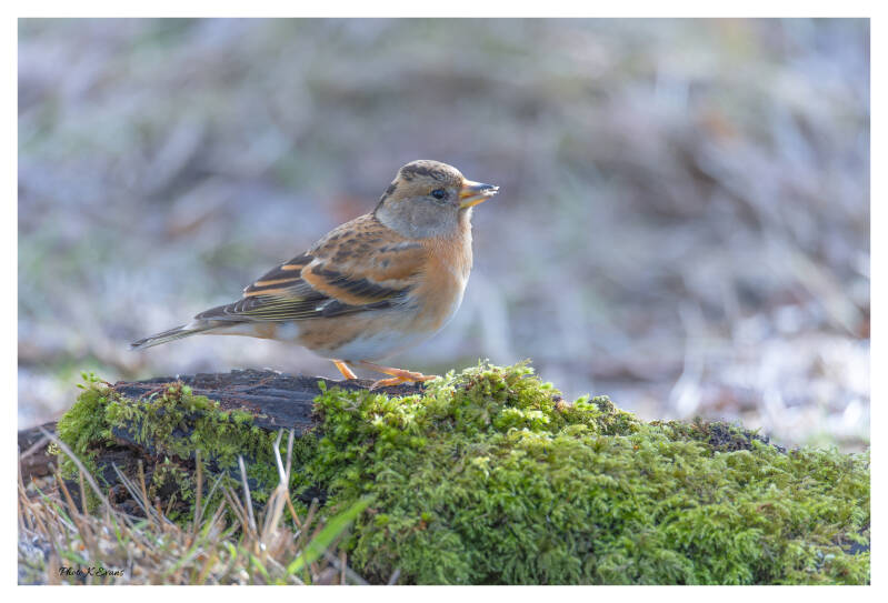 Brambling-1-