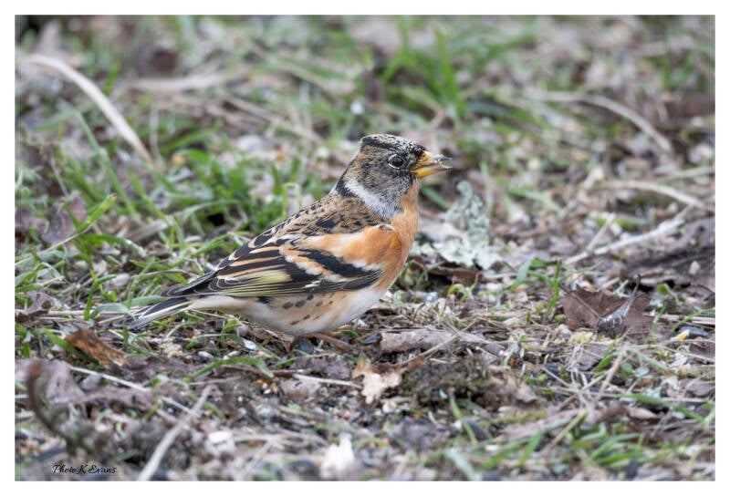 Brambling-2
