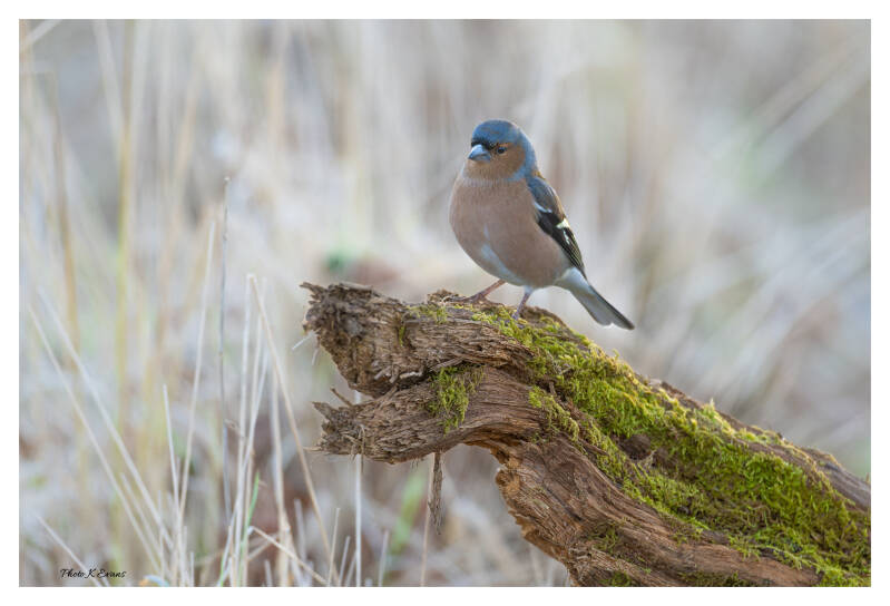 Chaffinch-2