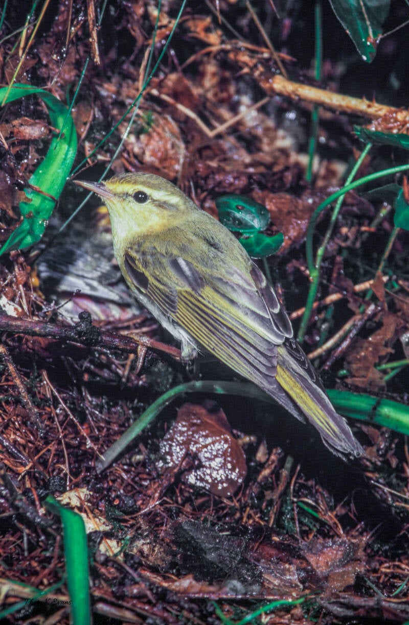         Wood Warbler.