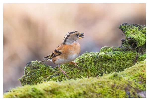 Female Brambling.