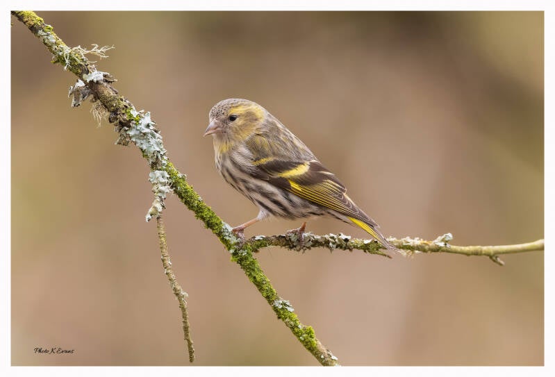              Siskin.