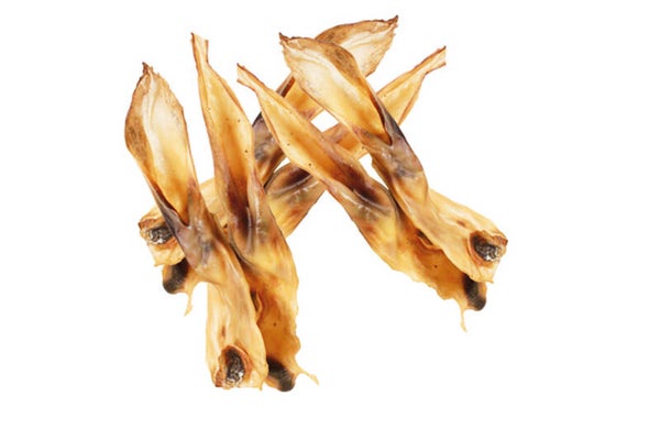 Kynobite konijnenoren zonder vacht