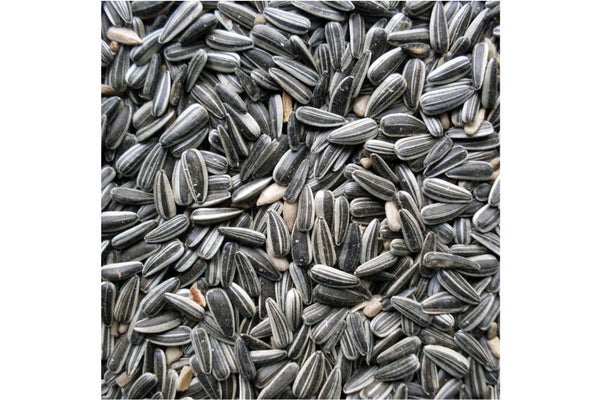 Biologische Pompoenpitten