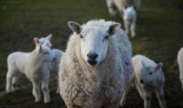 Schaap - kop