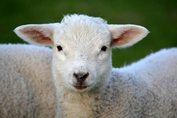 Lamsbot met vlees