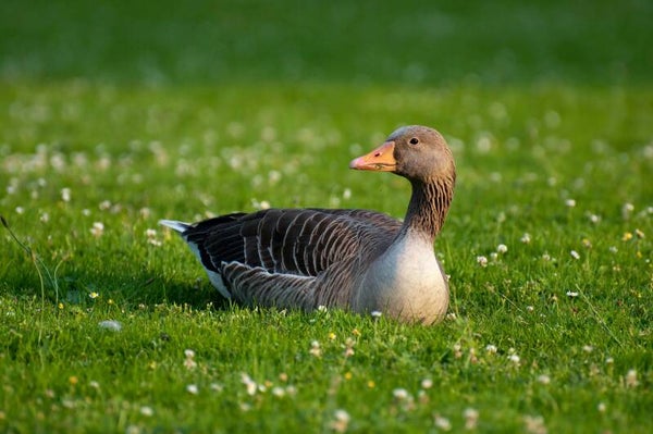 Gans rugstuk