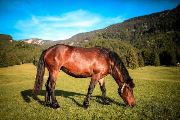 Paard - nekstuk