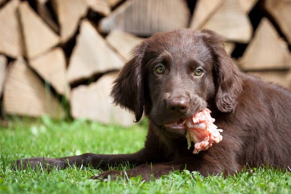 Dogmeat puppy pakket 7x1000 gram