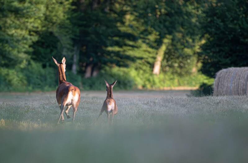 biche faon