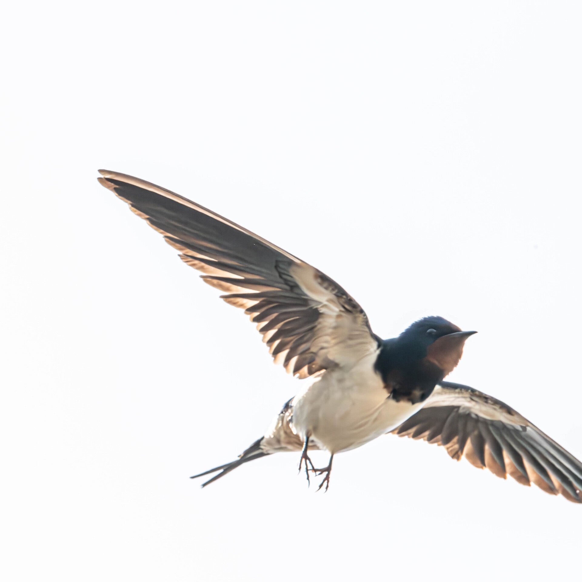 hirondelle