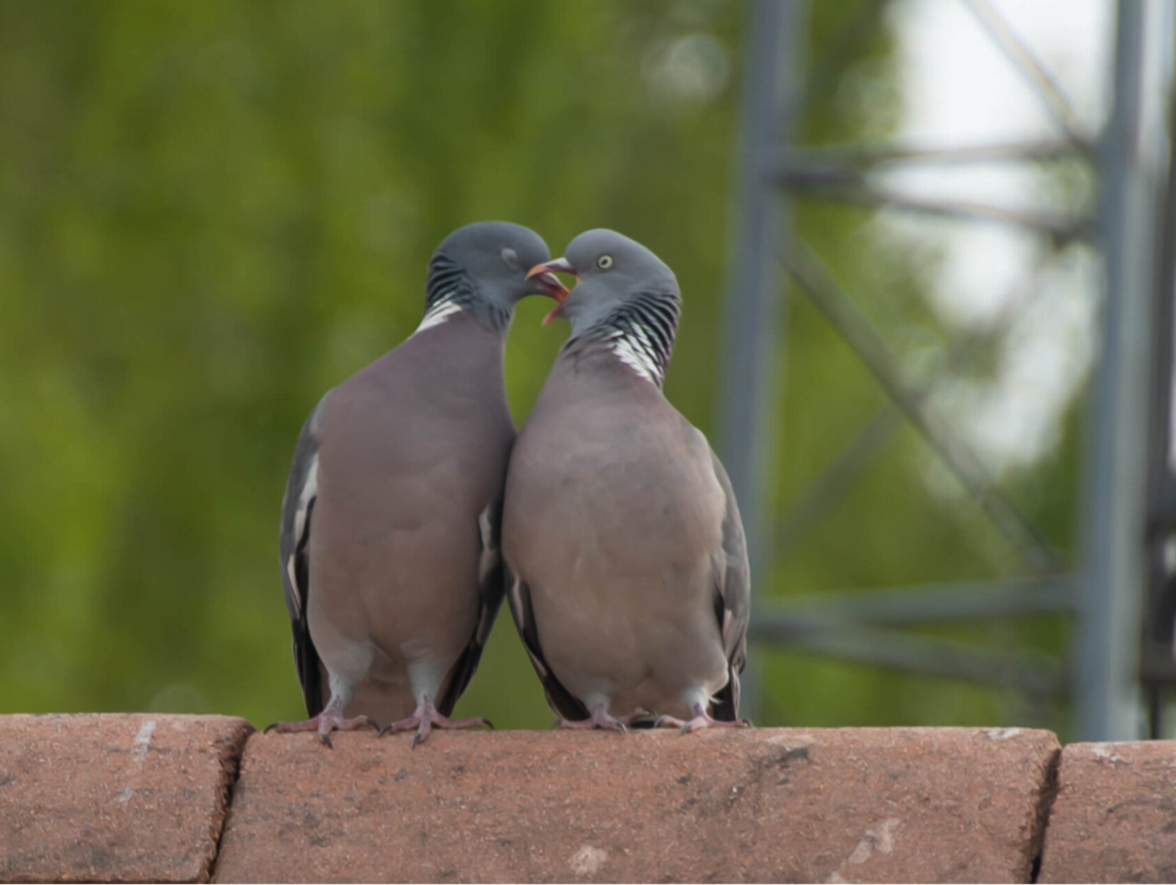 becquée pigeons