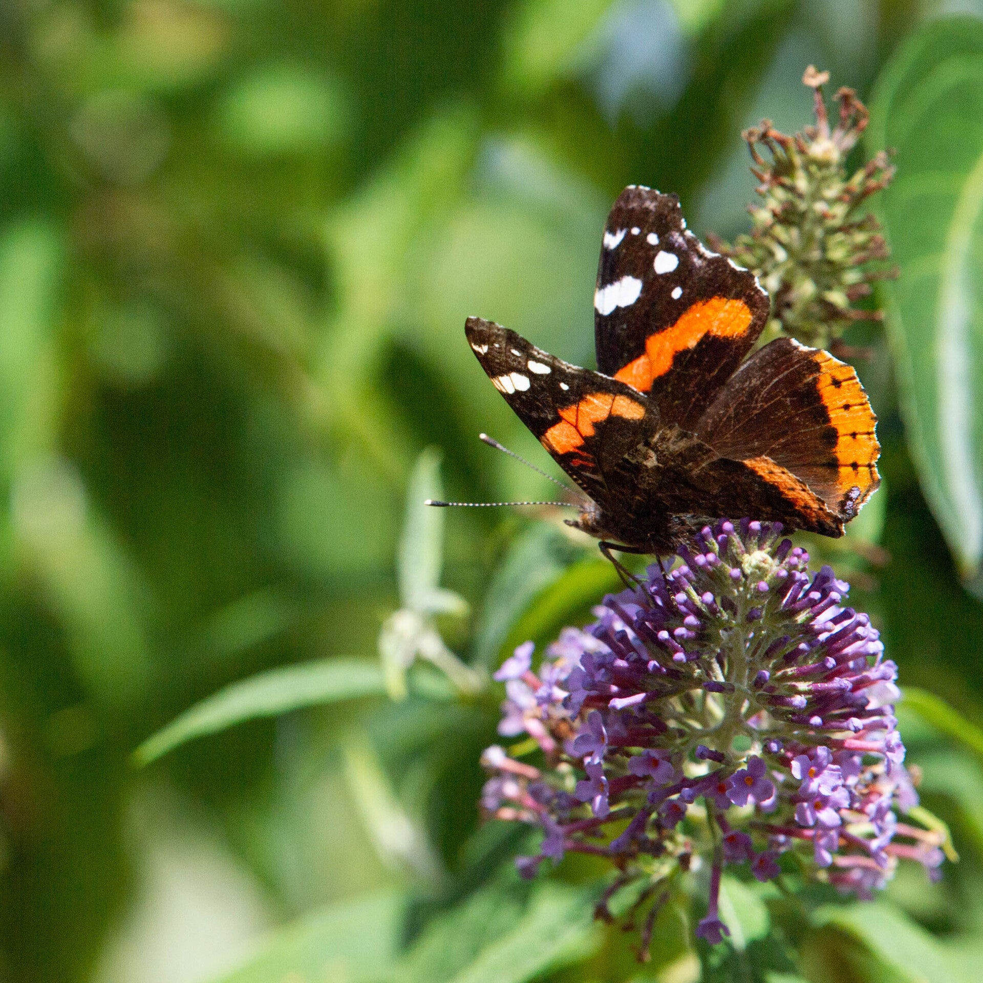 Papillon vulcain