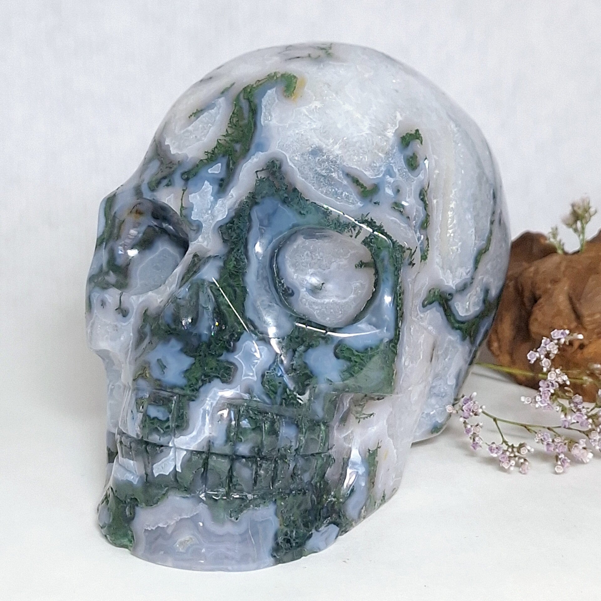 Mosagaat schedel, grote skull van 1,5 kilo met prachtige patronen.