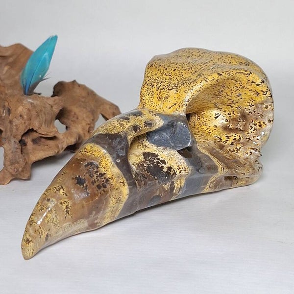 Jaspis Prachtige Raven Skull van Picture Jaspis, Dendriet Jaspis Raaf