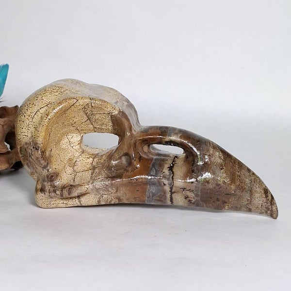 Jaspis Prachtige Raven Skull van Picture Jaspis, Dendriet Jaspis Raaf